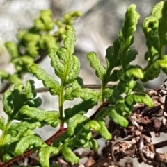 Cheilanthes sieberi (Rock Fern) at Griffith Woodland - 17 Dec 2017 by ianandlibby1