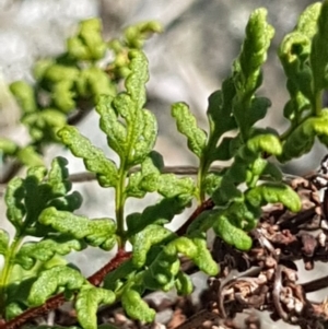 Cheilanthes sieberi at Griffith, ACT - 17 Dec 2017 02:31 PM