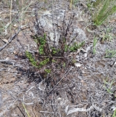 Cheilanthes sieberi at Griffith, ACT - 17 Dec 2017 02:31 PM