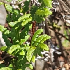 Cheilanthes sieberi at Griffith, ACT - 17 Dec 2017