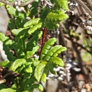 Cheilanthes sieberi at Griffith, ACT - 17 Dec 2017