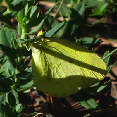 Eurema smilax (Small Grass-yellow) at Red Hill Nature Reserve - 15 Dec 2017 by HarveyPerkins