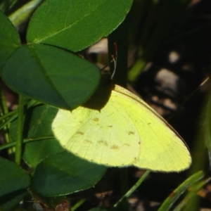 Eurema smilax at Deakin, ACT - 16 Dec 2017