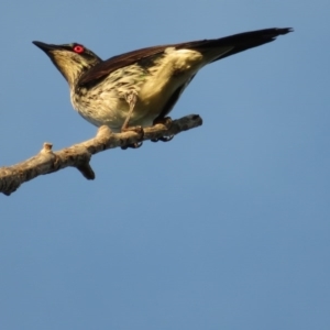 Aplonis metallica at Narrabundah, ACT - 16 Dec 2017