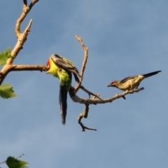 Aplonis metallica at Narrabundah, ACT - 16 Dec 2017