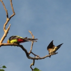 Aplonis metallica at Narrabundah, ACT - 16 Dec 2017