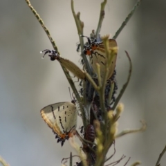 Jalmenus evagoras (Imperial Hairstreak) at Aranda, ACT - 17 Dec 2017 by Tammy