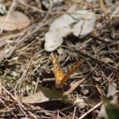 Heteronympha merope (Common Brown Butterfly) at Aranda, ACT - 16 Dec 2017 by Tammy