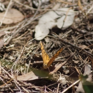 Heteronympha merope at Aranda, ACT - 17 Dec 2017