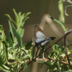 Jalmenus evagoras (Imperial Hairstreak) at Aranda, ACT - 17 Dec 2017 by Tammy