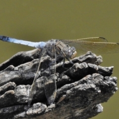 Orthetrum caledonicum (Blue Skimmer) at Tidbinbilla Nature Reserve - 17 Dec 2017 by JohnBundock