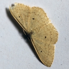 Scopula optivata (Varied Wave) at O'Connor, ACT - 17 Dec 2017 by ibaird