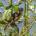 Acrocephalus australis at Fyshwick, ACT - 17 Dec 2017