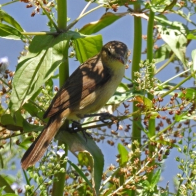 Acrocephalus australis (Australian Reed-Warbler) at Jerrabomberra Wetlands - 17 Dec 2017 by RodDeb