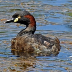 Tachybaptus novaehollandiae (Australasian Grebe) at Jerrabomberra Wetlands - 16 Dec 2017 by RodDeb