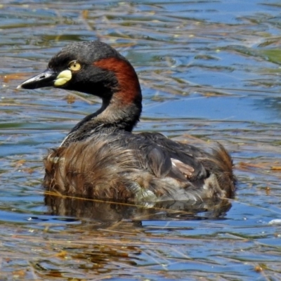 Tachybaptus novaehollandiae (Australasian Grebe) at Fyshwick, ACT - 17 Dec 2017 by RodDeb