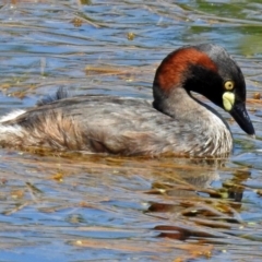 Tachybaptus novaehollandiae at Fyshwick, ACT - 17 Dec 2017