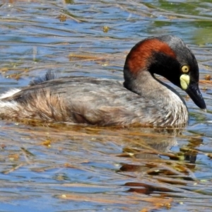 Tachybaptus novaehollandiae at Fyshwick, ACT - 17 Dec 2017