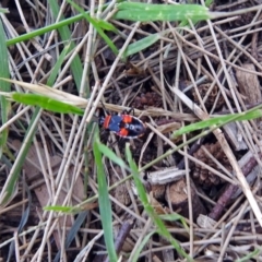 Dindymus versicolor (Harlequin Bug) at Fyshwick, ACT - 17 Dec 2017 by RodDeb