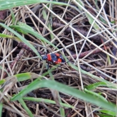 Dindymus versicolor at Fyshwick, ACT - 17 Dec 2017