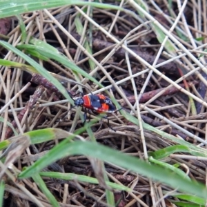 Dindymus versicolor at Fyshwick, ACT - 17 Dec 2017 10:14 AM