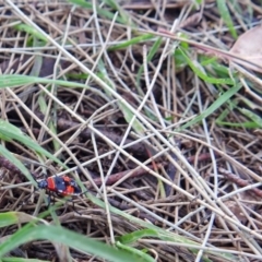 Dindymus versicolor at Fyshwick, ACT - 17 Dec 2017 10:14 AM