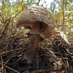 Chlorophyllum sp. at Jerrabomberra Wetlands - 16 Dec 2017 by RodDeb