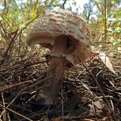 Chlorophyllum sp. at Fyshwick, ACT - 16 Dec 2017 by RodDeb