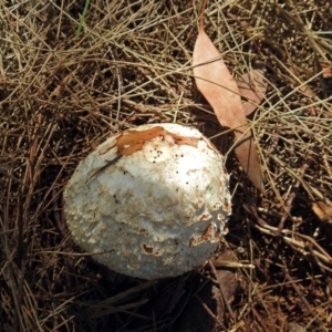 Chlorophyllum sp. at Fyshwick, ACT - 17 Dec 2017