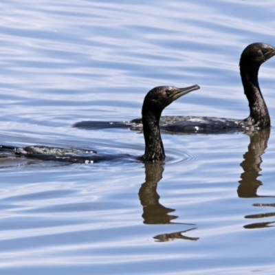 Phalacrocorax sulcirostris (Little Black Cormorant) at Jerrabomberra Wetlands - 17 Dec 2017 by RodDeb