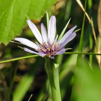 Tragopogon porrifolius subsp. porrifolius (Salsify, Oyster Plant) at Fyshwick, ACT - 17 Dec 2017 by RodDeb