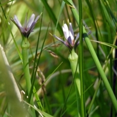 Tragopogon porrifolius subsp. porrifolius at Fyshwick, ACT - 17 Dec 2017