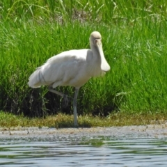 Platalea flavipes (Yellow-billed Spoonbill) at Jerrabomberra Wetlands - 17 Dec 2017 by RodDeb