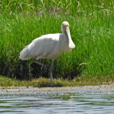 Platalea flavipes (Yellow-billed Spoonbill) at Fyshwick, ACT - 17 Dec 2017 by RodDeb