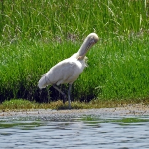 Platalea flavipes at Fyshwick, ACT - 17 Dec 2017