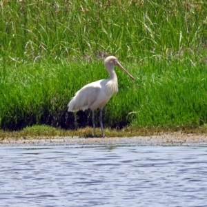 Platalea flavipes at Fyshwick, ACT - 17 Dec 2017