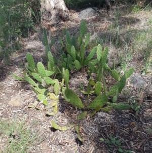 Opuntia stricta at Griffith, ACT - 5 Jan 2018