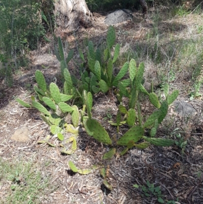 Opuntia stricta (Common Prickly Pear) at Griffith Woodland - 4 Jan 2018 by ianandlibby1