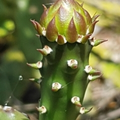 Opuntia stricta at Griffith, ACT - 5 Jan 2018