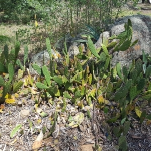 Opuntia stricta at Griffith, ACT - 5 Jan 2018