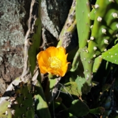 Opuntia stricta at Griffith, ACT - 5 Jan 2018