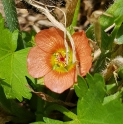 Modiola caroliniana (Red-flowered Mallow) at Griffith, ACT - 17 Dec 2017 by ianandlibby1