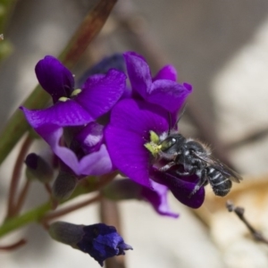 Megachile sp. (several subgenera) at Michelago, NSW - 6 Oct 2017 12:31 PM