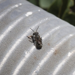 Megachile sp. (several subgenera) at Michelago, NSW - 6 Oct 2017 12:31 PM