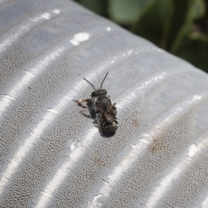 Megachile sp. (several subgenera) at Michelago, NSW - 6 Oct 2017