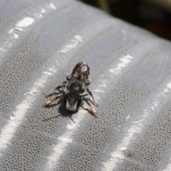 Megachile sp. (several subgenera) at Michelago, NSW - 6 Oct 2017 12:31 PM