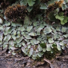 Plagiochasma rupestre (A liverwort) at Conder, ACT - 16 Dec 2017 by MichaelBedingfield