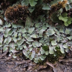 Plagiochasma rupestre (A liverwort) at Rob Roy Range - 16 Dec 2017 by michaelb