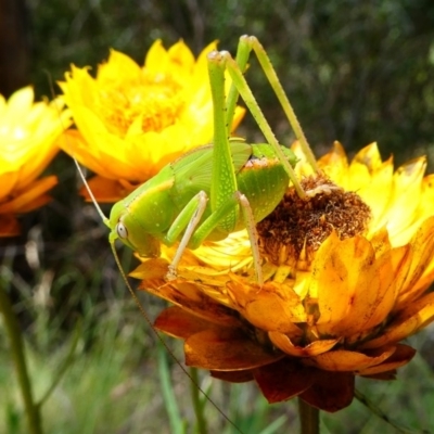 Caedicia simplex (Common Garden Katydid) at Lower Cotter Catchment - 17 Dec 2017 by HarveyPerkins