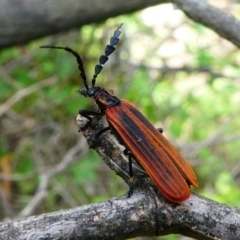 Pseudolycus sp. (genus) (Lycid-mimic oedemerid beetle) at Coree, ACT - 17 Dec 2017 by HarveyPerkins